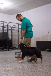 Board and Train in Kansas City, MO: Cost, What to Expect & Is It Worth It?