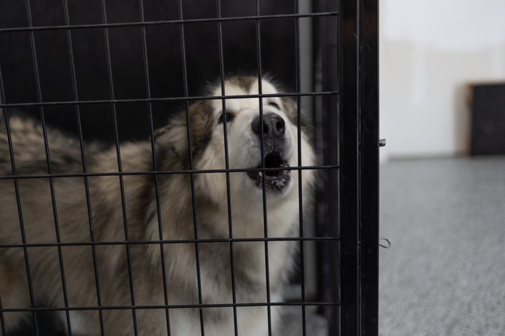Aggressive and Reactive Dog Training in Kansas City